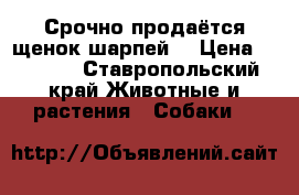 Срочно продаётся щенок(шарпей) › Цена ­ 4 000 - Ставропольский край Животные и растения » Собаки   